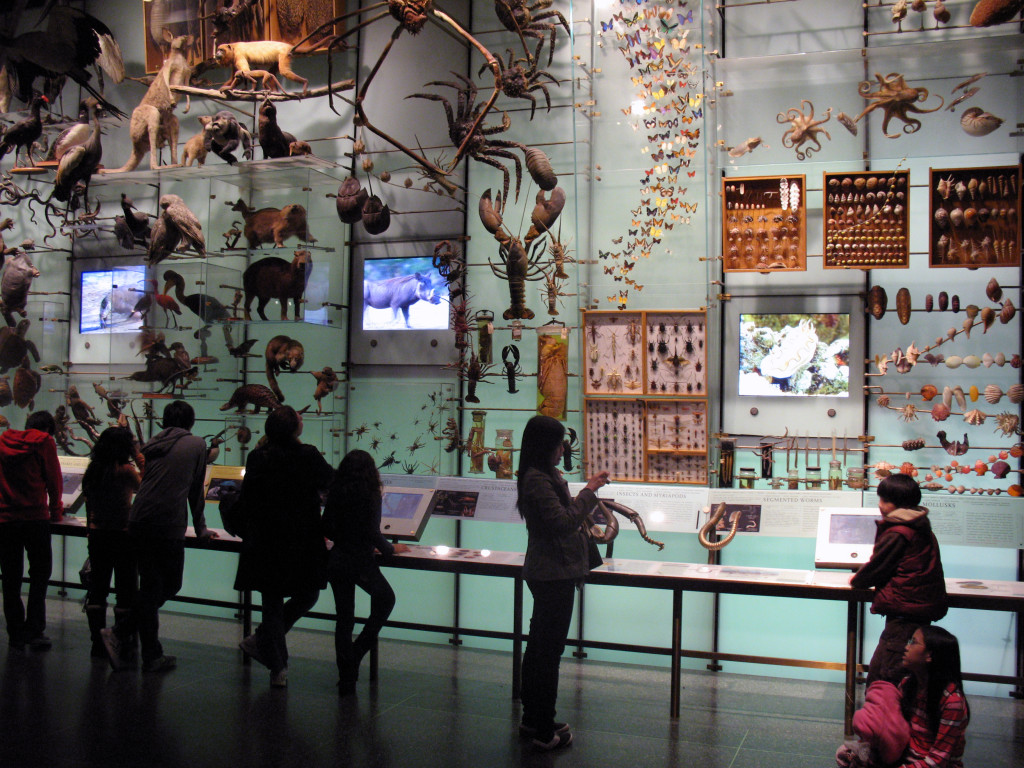 American_Museum_of_Natural_History_Biodiversity_Hall_anagoria